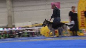 Чемпионат Восточноевропейской овчарки