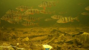 Летняя прикормка в холодной воде. Опробовал 3 места.