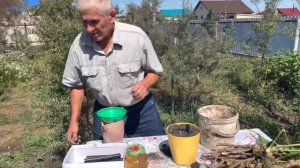 Выращивание хрена зимой