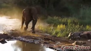 Африканский слон Loxodonta africana