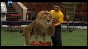 Владислав Гончаров, дрессировщик хищников . Один среди львов