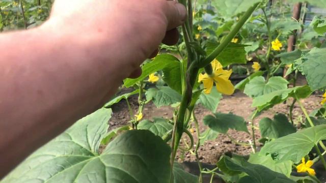 результаты применения флорон по огурцам смотреть онлайн