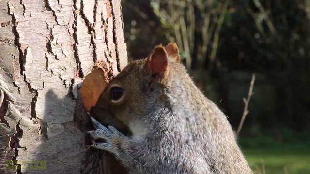 Cute funny squirrels. Squirrels in the forest gnaw nuts. Милые белки. Белочки в лесу грызут орешки.