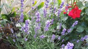 Компаньоны для роз из трав и цветов