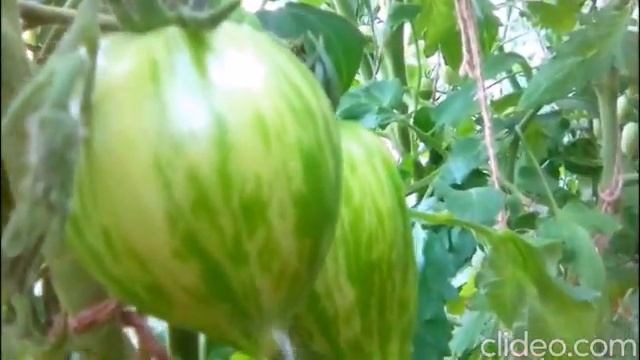 Супер сорт Дон Жуан! Ранний урожайный! смотреть онлайн