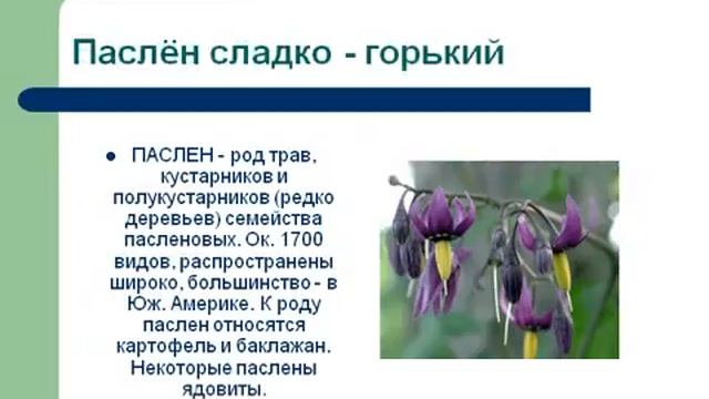 Класс Двудольные,семейство Пасленовые.AVI
