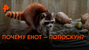 Почему енот-полоскун? — Знаете ли вы, что?