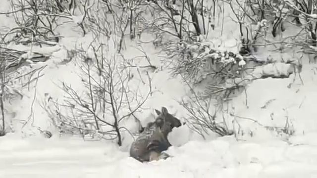Жители Кемеровской области попросили власти спасти лосиху со сломанной ногой и её детёныша смотреть онлайн