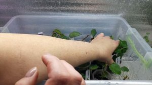 ?Бугенвиллея. Адаптация укоренённых черенков??