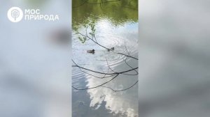 В Терлецком лесопарке появился выводок редкой птицы - гоголя