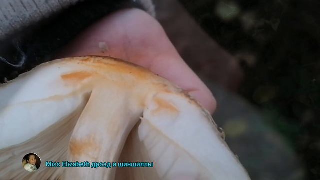 ? Edible mushroom umbrella