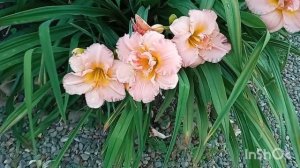 Чудо-ЛИЛЕЙНИКИ????!!! Цветение в моём саду- сорта с названиями?????