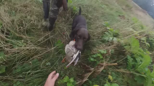 Давно не было таких выстрелов по утке! смотреть онлайн