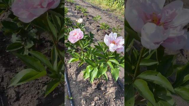 Пион “Pink Vanguard” |Сортовые пионы| Нежно-розовый пион|Пионы на осень 2023г|Цветы|Сад|Пионы почто