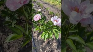 Пион “Pink Vanguard” |Сортовые пионы| Нежно-розовый пион|Пионы на осень 2023г|Цветы|Сад|Пионы почто