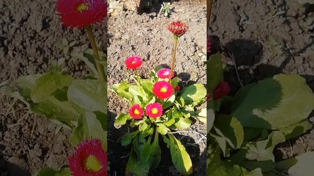 Маргаритка в цвету.?
