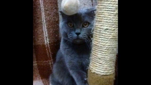 В ЭТОМ ВИДЕО Я ОЗНАКОМЛЮ ВАС С МОИМ КОТЕНКОМ МАСЯНЕЙ смотреть онлайн