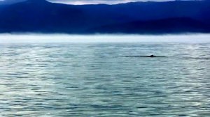 Вокруг нас косатки охотятся на тюленей