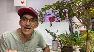 Nossa Live do dia 02/03/21- Serissa e pingo dourado, para projetos de bonsai. #PauloBonsai