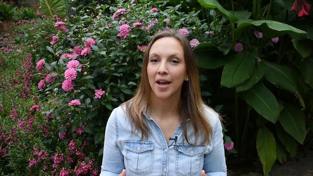 Dahlia Planting Guide // How to Plant, Grow, & Harvest Gorgeous Dahlia Flowers // Longfield Gardens смотреть онлайн