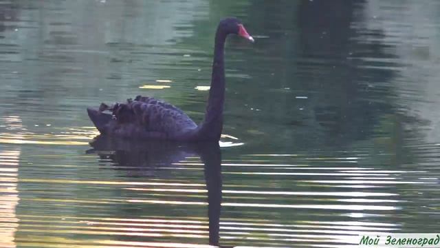 Черный лебедь на Быковом болоте