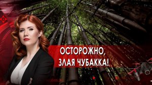 Осторожно, злая чубакка! Тайны Чапман. (02.06.2021).