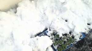 Виола в стаканчиках. Отправили на зимовку! 19.11.19