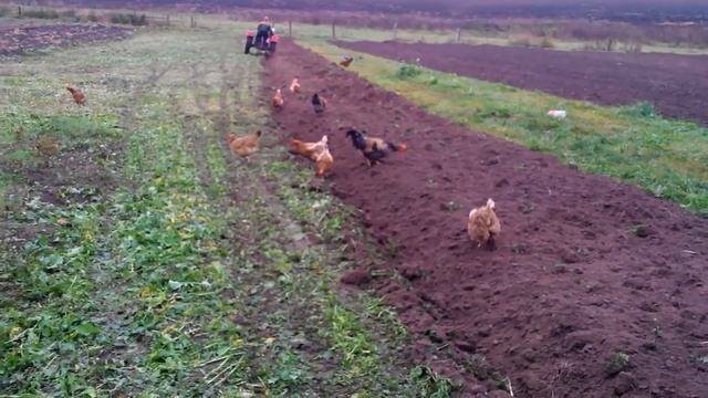 минитрактор SHIFENG SF 240 Шифен 240 вспашка смотреть онлайн