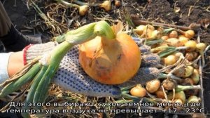 Пошаговое руководство, как сохранить лук севок до весны в домашних условиях