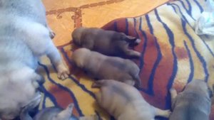 Маленькие мопсы