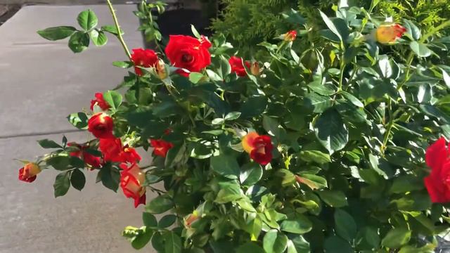 Rose (ketchup and Mustard Rose) смотреть онлайн