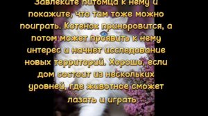 как приручить котёнка к домику (◍•ᴗ•◍)