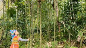 Poor girl: On the way to harvest, she found a large bag of money dropped by a passerby
