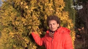 Хвойные для сада. Туя, золотистая форма. Сайт "Садовый мир"