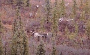 Дикие Олени Карибу  Аляска.mp4