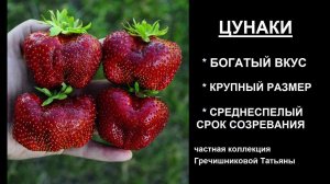 ЦУНАКИ, сорт гигант, вкуснейший среднеспелый сорт