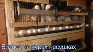 Куры несушки как бизнес. 3 часть. С чего начать Начинающим. ???