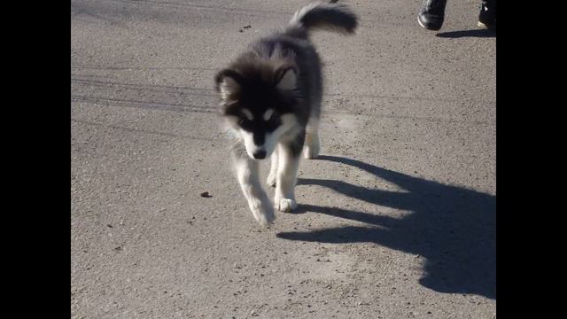 Самое лучшее видео про Джесси смотреть онлайн