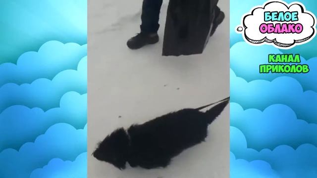 ПРИКОЛЫ С ЖИВОТНЫМИ 2019, СМЕШНЫЕ ОБЕЗЬЯНЫ КОШКИ И СОБАКИ смотреть онлайн