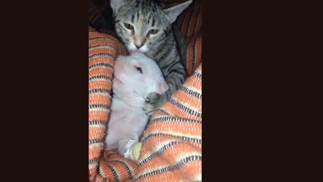 Щенку собака отгрызла половину лапки, история про спасение щенка смотреть онлайн