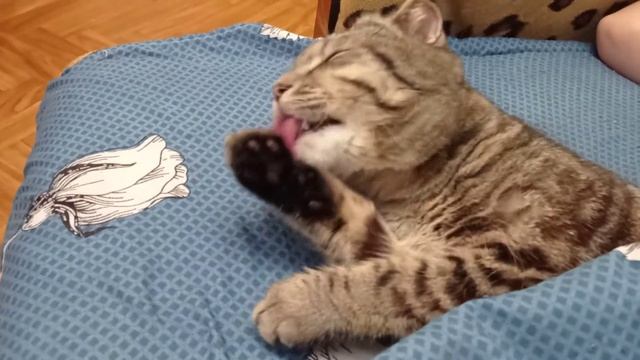 Шотландский кот? спит как человек)) смотреть онлайн