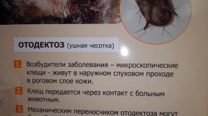 Ушной клещ (ОТОДЕКТОЗ) у кошек и собак. Симптомы, лечение, профилактика!