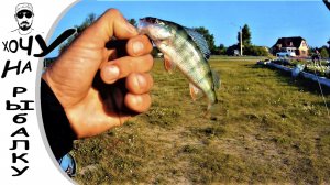 Окунь рвет в клочья эту приманку. Рыбалка на спиннинг в августе