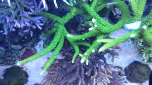 My reef tank 04.13_3