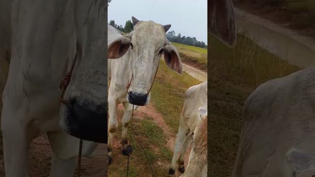 The cows licks calves in rian- RITHY CLIPS