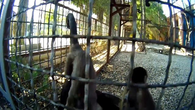Парк Тайган. Весёлые обезьяны. смотреть онлайн