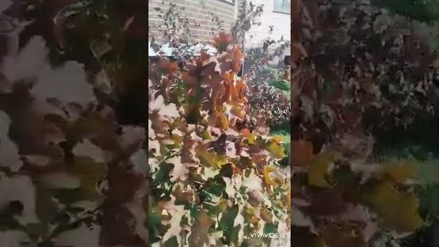 ОСЕННИЕ ЦВЕТЫ. КРАСНОДАР