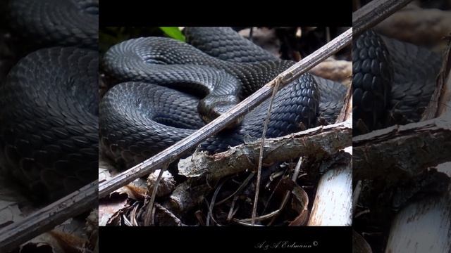 ГАДЮКА-МЕЛАНИСТ Vipera berus смотреть онлайн
