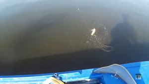 Бомба клев хищника Верх Нейвинское Водохранилище