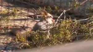 Собака лаяла на дядю фраера